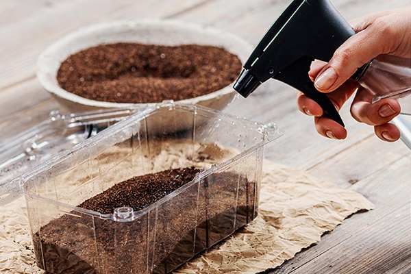 Erde mit Wasser befeuchten 