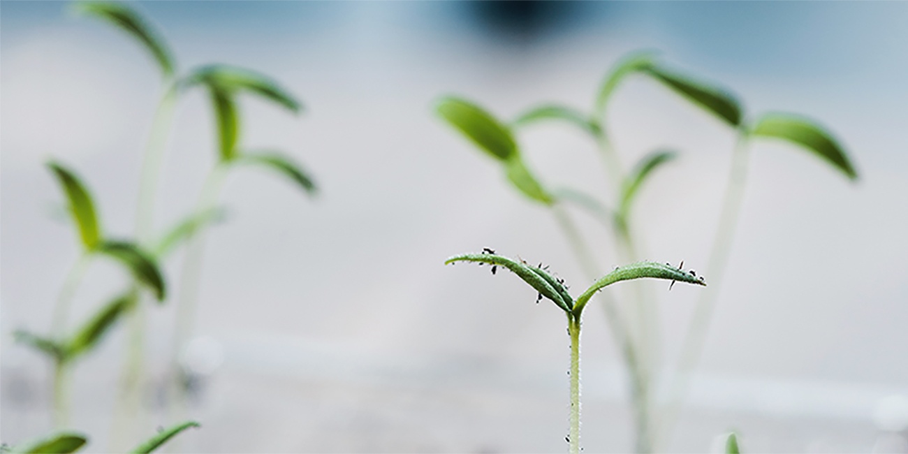 Grüne Pflanzen, die schnell wachsen