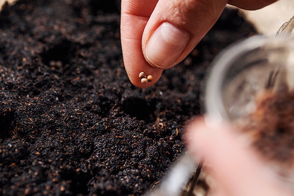 Erde mit Samen befüllen 