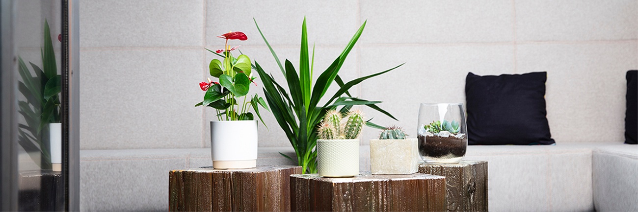 Pflegeleichte Zimmerpflanzen, die immer grünen