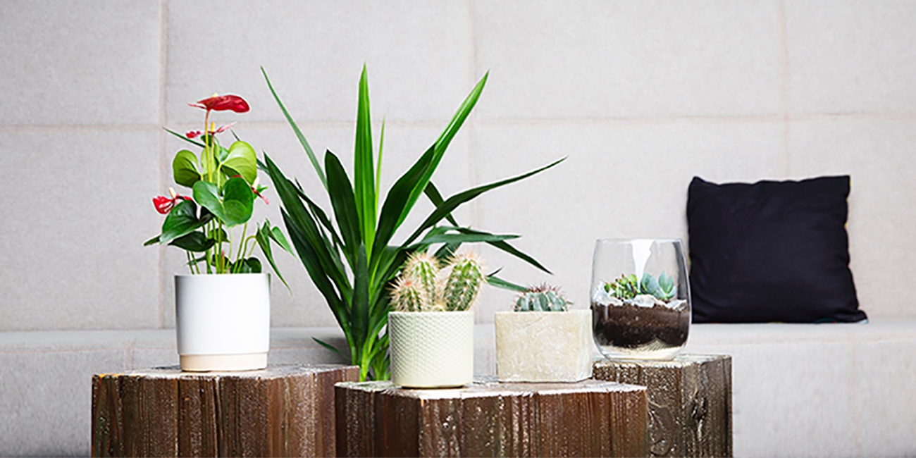 Pflegeleichte Zimmerpflanzen, die immer grünen