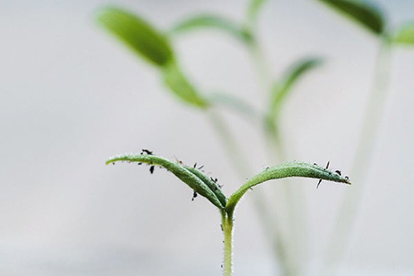 Den Pflanzen beim Wachsen zusehen 
