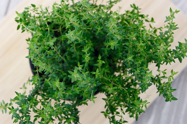 Topf mit Thymian auf einem Brett 