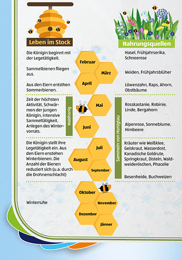 Infografik über den Lebenszyklus einer Biene