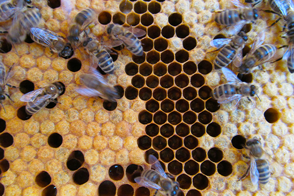Bienenwabe mit Bienen