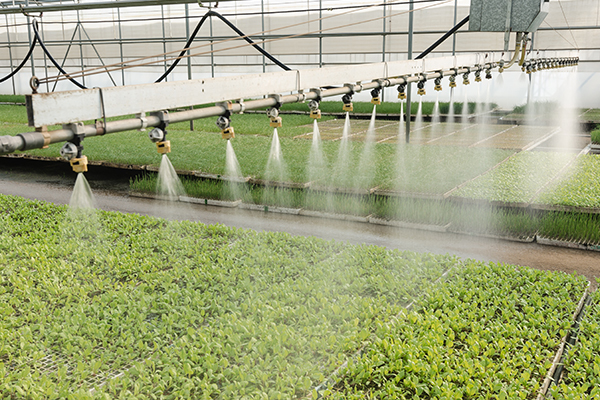 Gemüsepflanzen werden mit Wasser besprüht und gegossen.