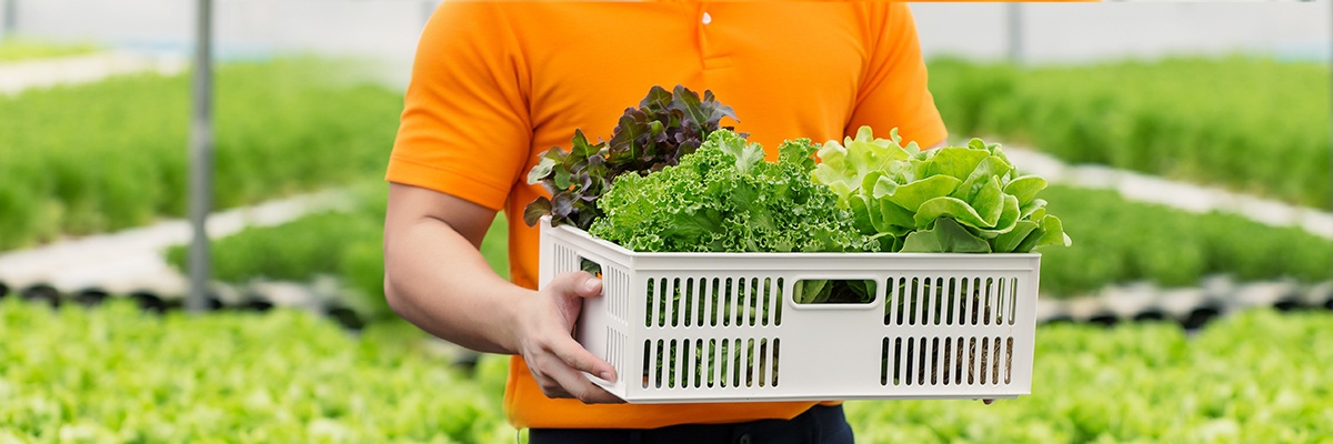 Mann mit orangem Shirt hält eine Kiste voll mit grünem Salat.