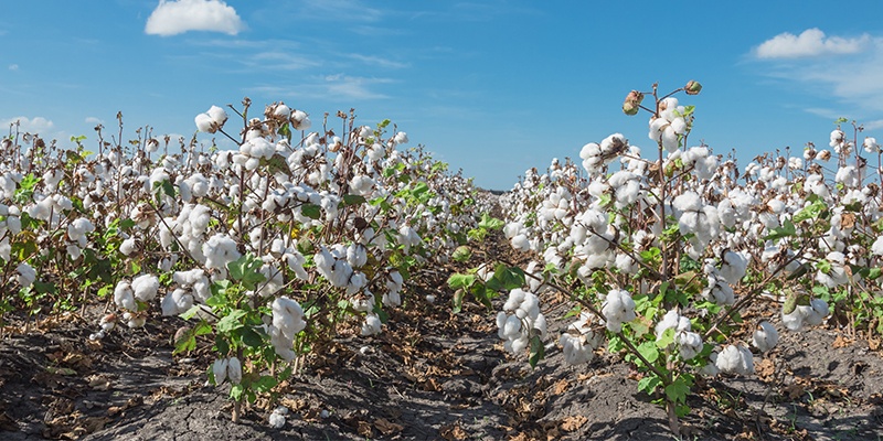 Foto zeigt ein Feld voller Baumwollpflanzen