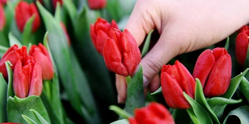 Foto zeigt Hand die eine rote Tulpe berührt