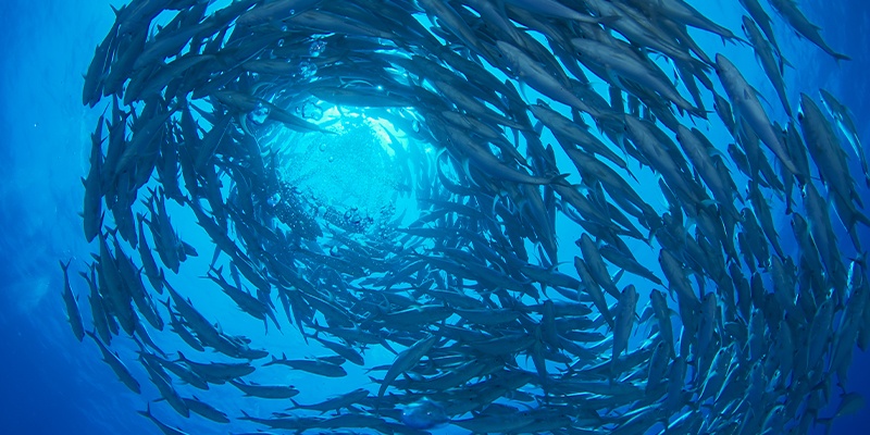 Foto zeigt Fischschwarm unter Wasser