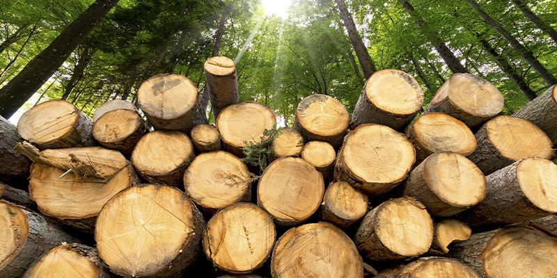 Foto zeigt mehrere Baumstämme in einem Wald