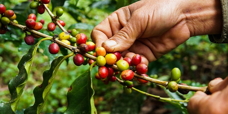 Foto zeigt eine Hand die Kaffee auf einem Kaffeebaum überprüft