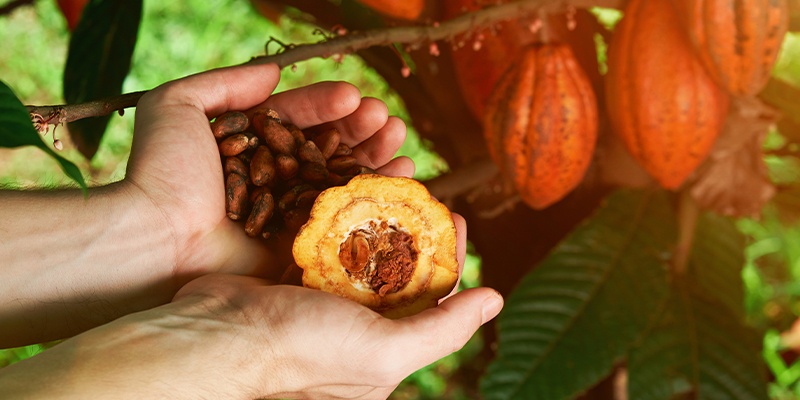 Foto zeigt Hände, die eine Kakaofrucht halten