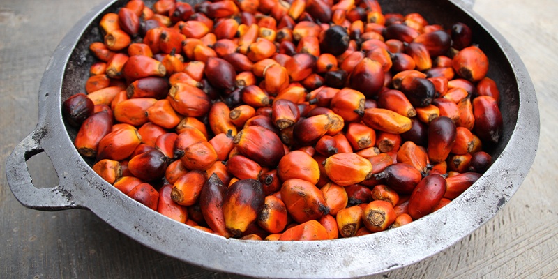 Foto zeigt einen Topf voll Palmölfrüchte