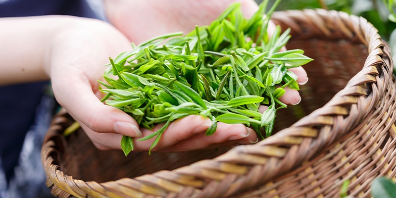 Foto zeigt Hände, die ungetrocknete Teeblätter halten