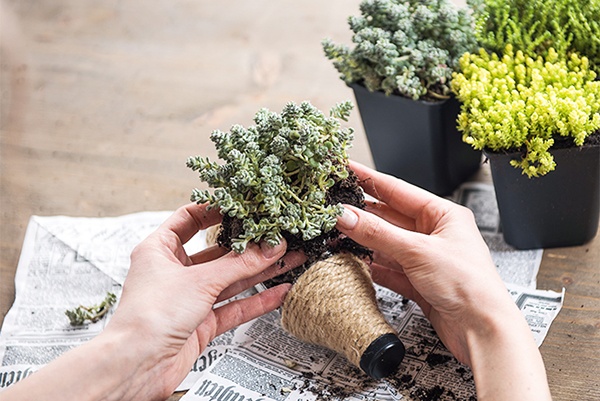 Igel aus Plastikflaschen mit Pflanzen befüllen