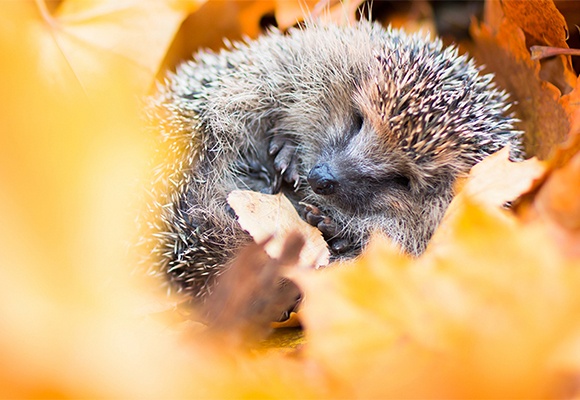 Winternest für Igel
