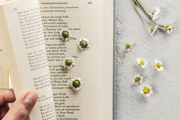 Gänseblümchen im Buch gepresst