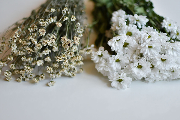 Getrocknete und frische Schnittblumen