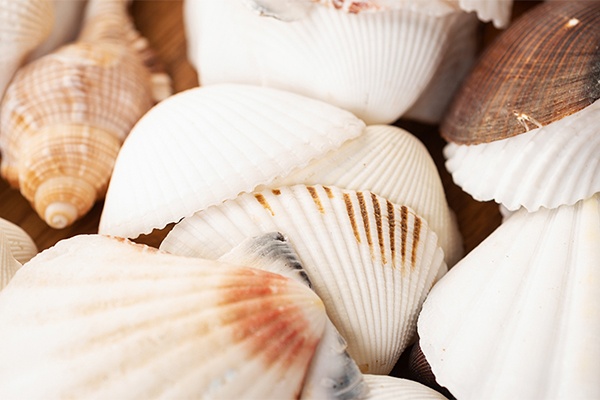 Lichterkette aus Muscheln zum Nachmachen