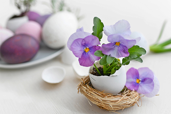 Blumen in Eierschale