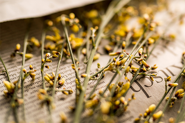 Gepresste Blumen auf einem Zeitungspapier