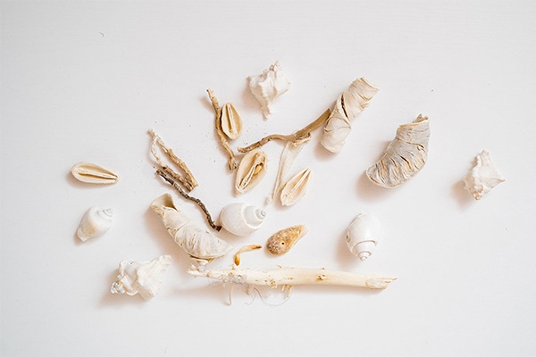 Muscheln und Strandholz gesammelt