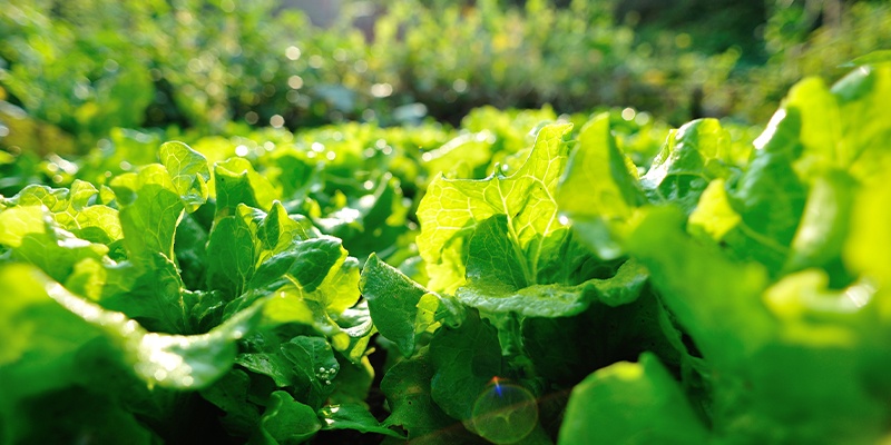 Verfolgen Sie den ganzen Weg unseres Feldsalates direkt vom Feld bis in die Regale unserer HOFER Filialen.