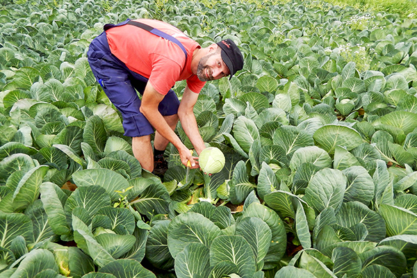 Bauer erntet Kohl