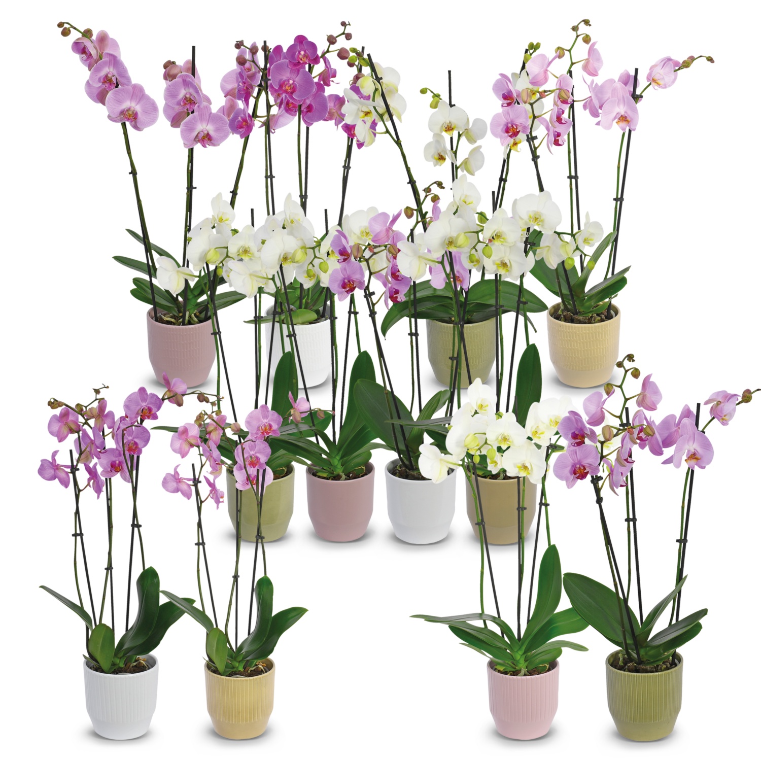 Orchidee 3-Trieber in Keramik