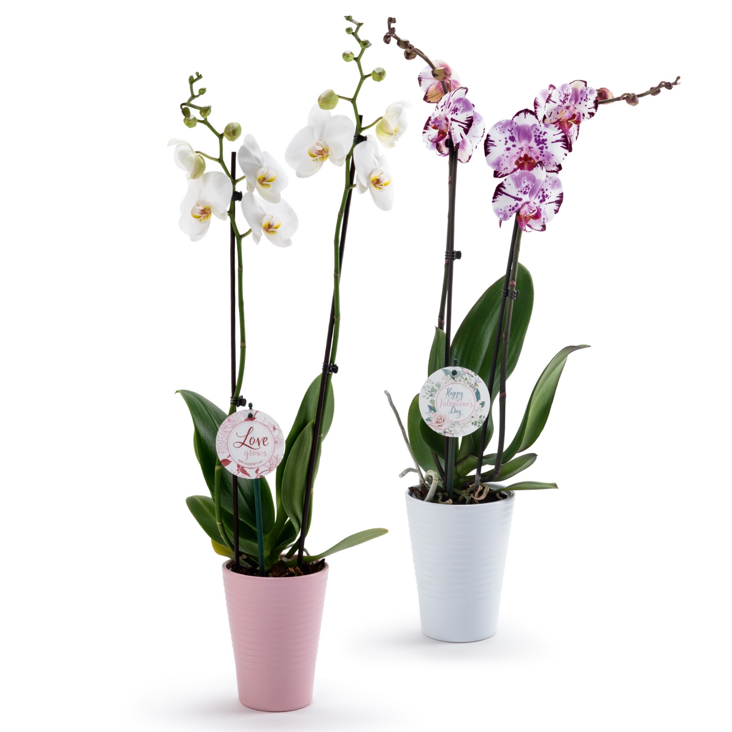 Orchidee