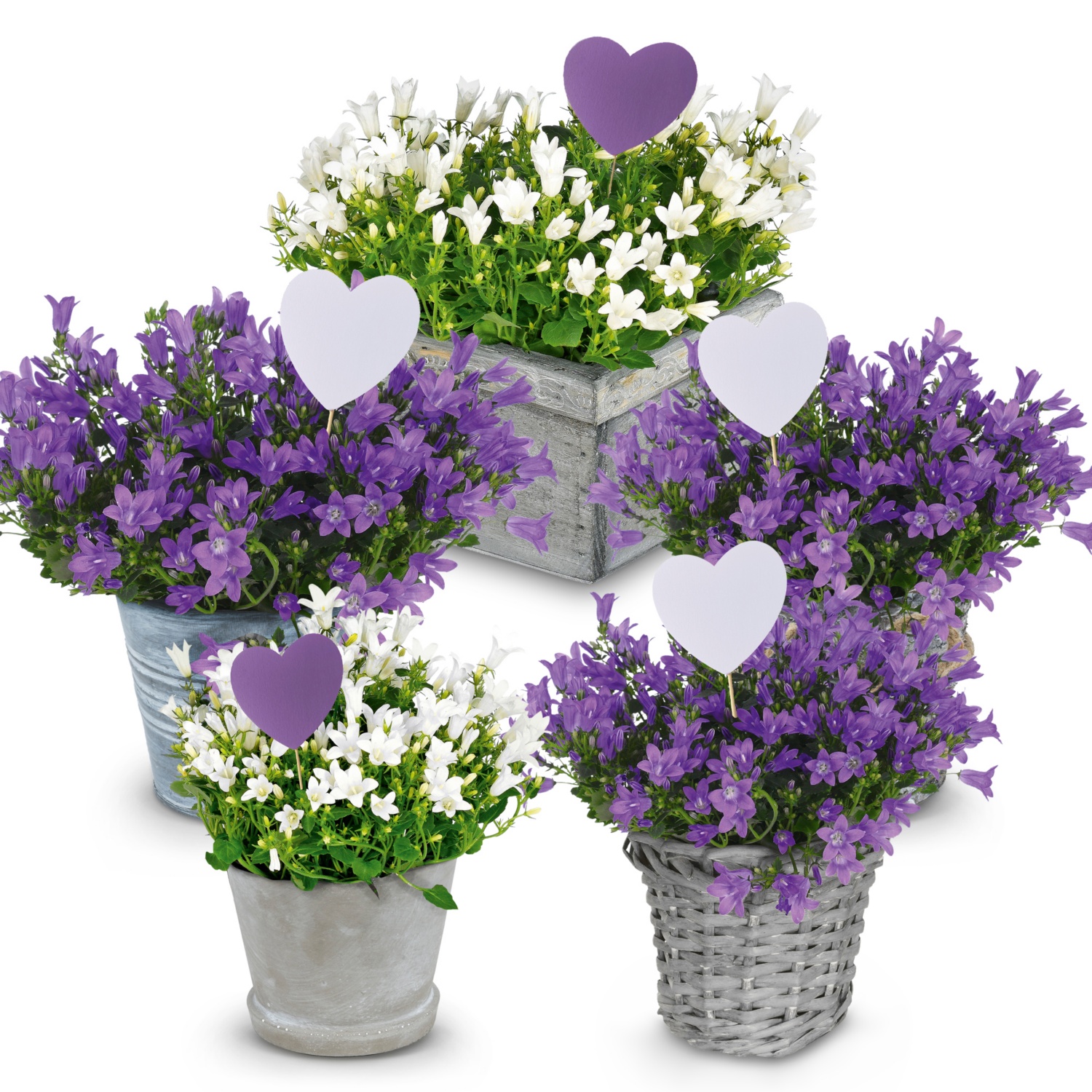 Glockenblume