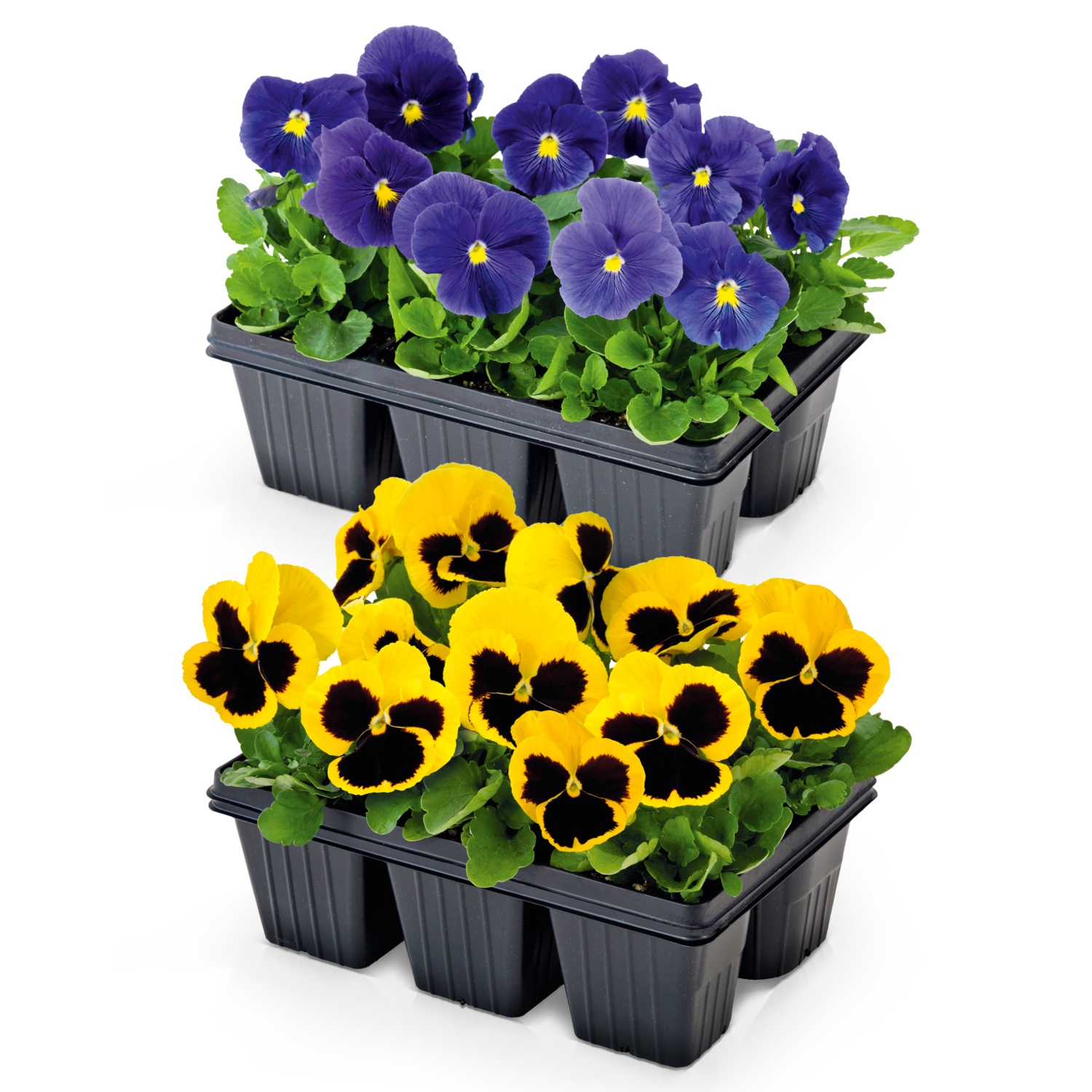 Violen 6er Tray