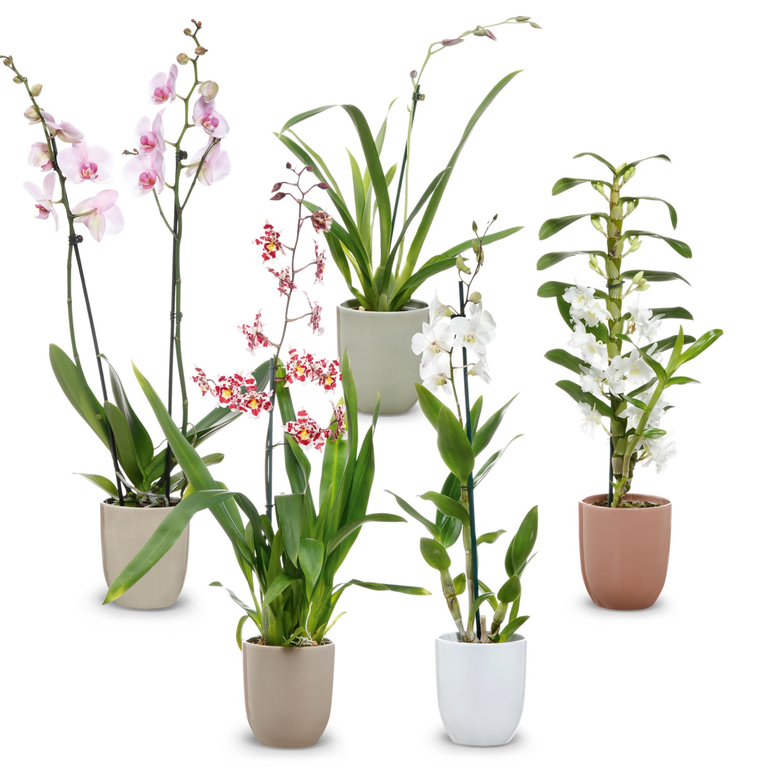 Orchideenvielfalt in Keramik