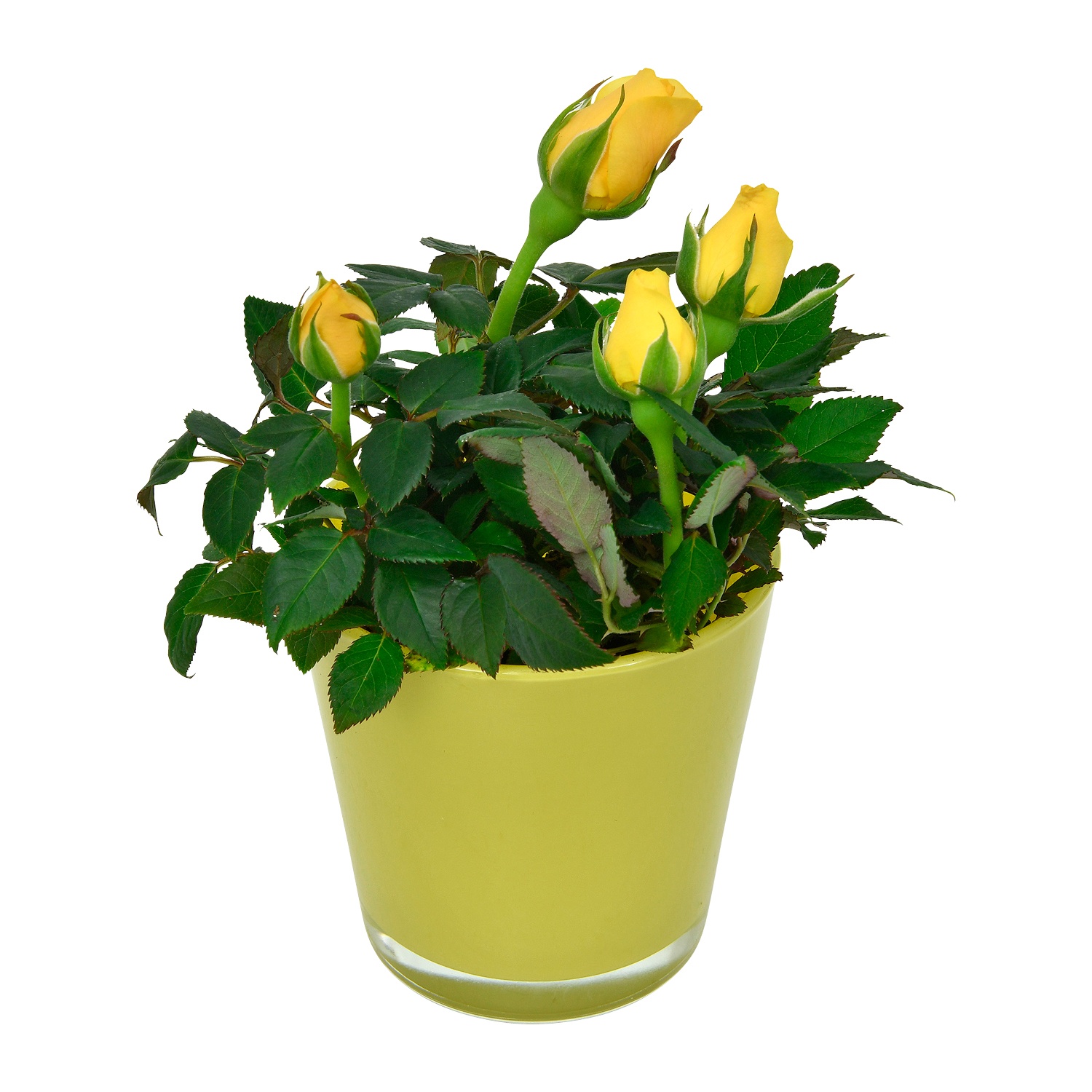 Angebot Aldi Süd GARDENLINE® MiniPflanze im Glastopf