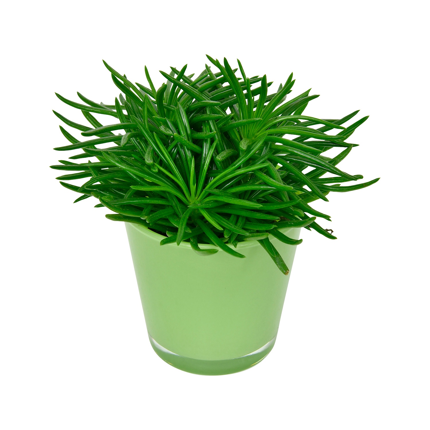 GARDENLINE® Mini-Pflanze im Glastopf