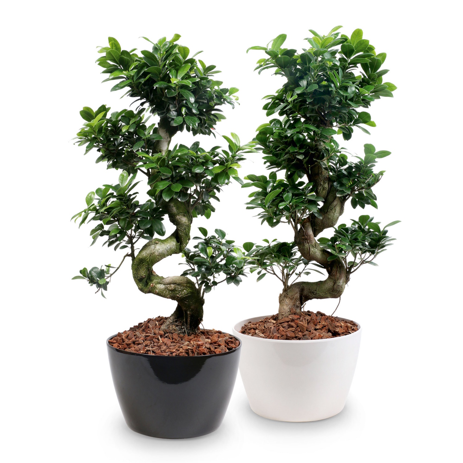 Riesen-Bonsai in Schale