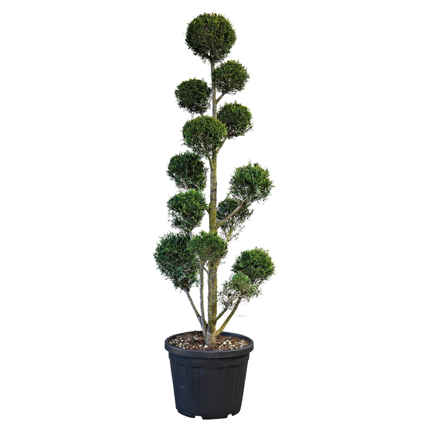 Leylandzypresse Pompon XL¹