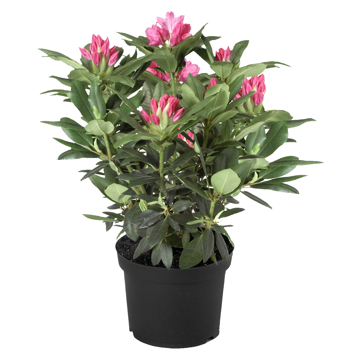 GARDENLINE® Rhododendron