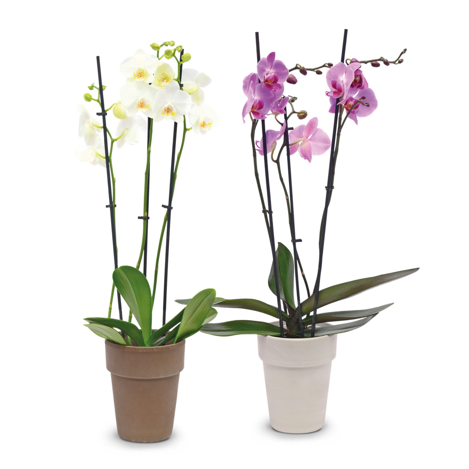 Orchidee 3-Trieber im Übertopf