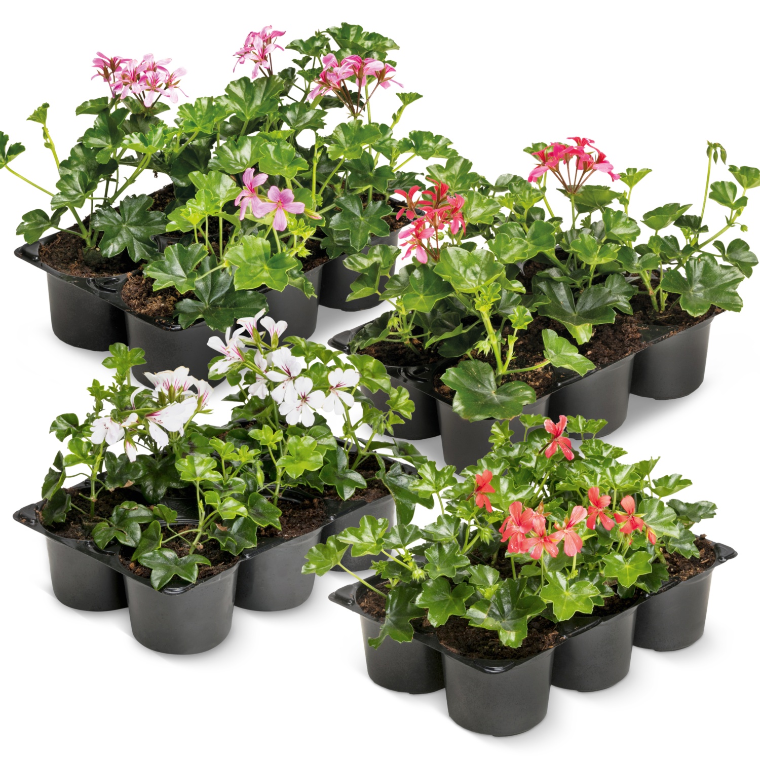 Pelargonien