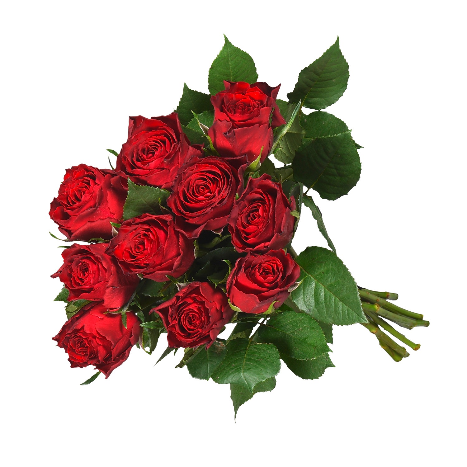 Fairtrade Rosen