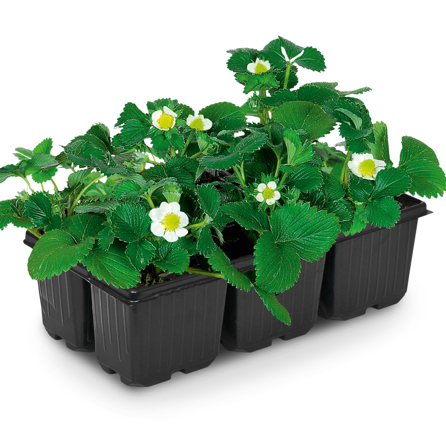 Erdbeerpflanzen, 6er-Tray