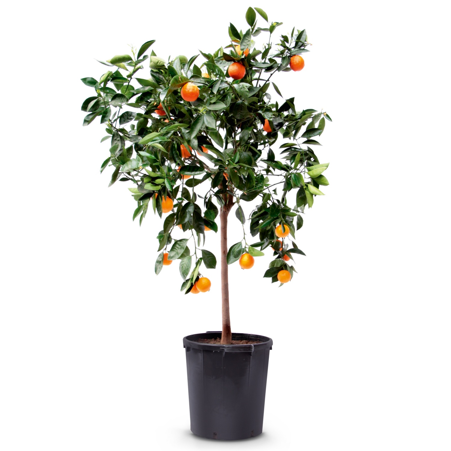 Orangenbaum