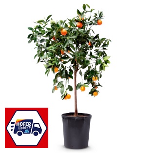 Orangenbaum