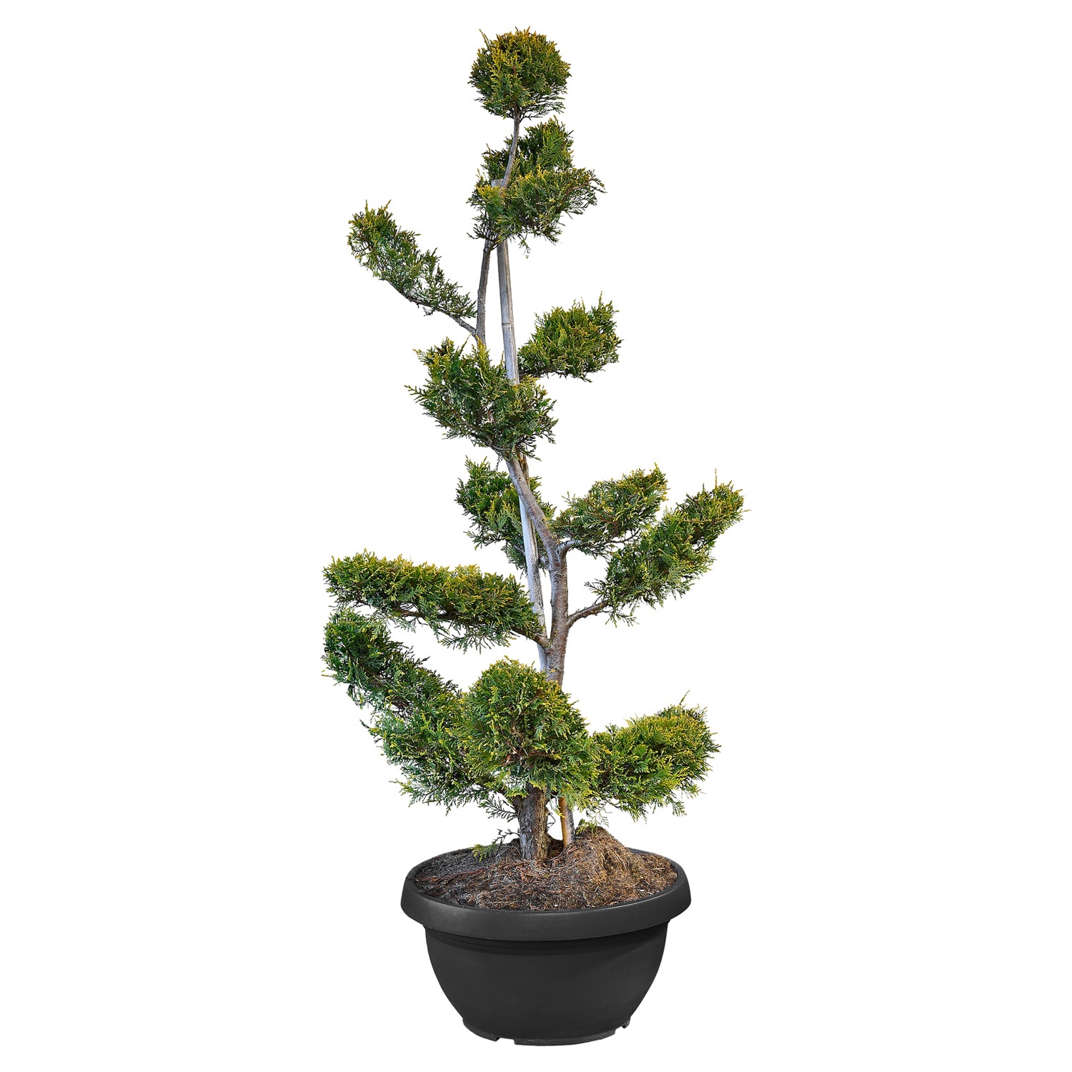 Baumzypresse Bonsai XXL ALDI SÜD