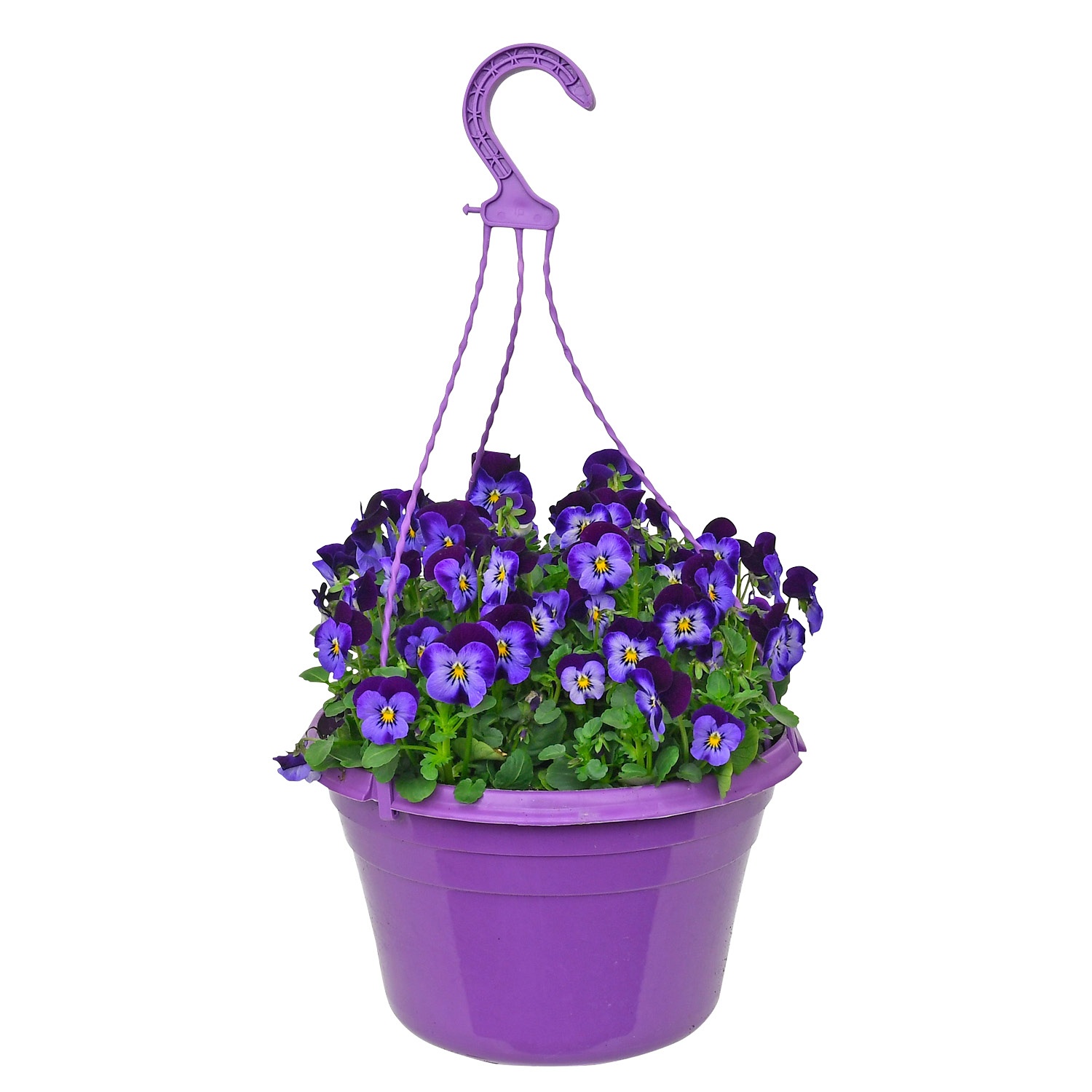 GARDENLINE® Viola-Ampelpflanze