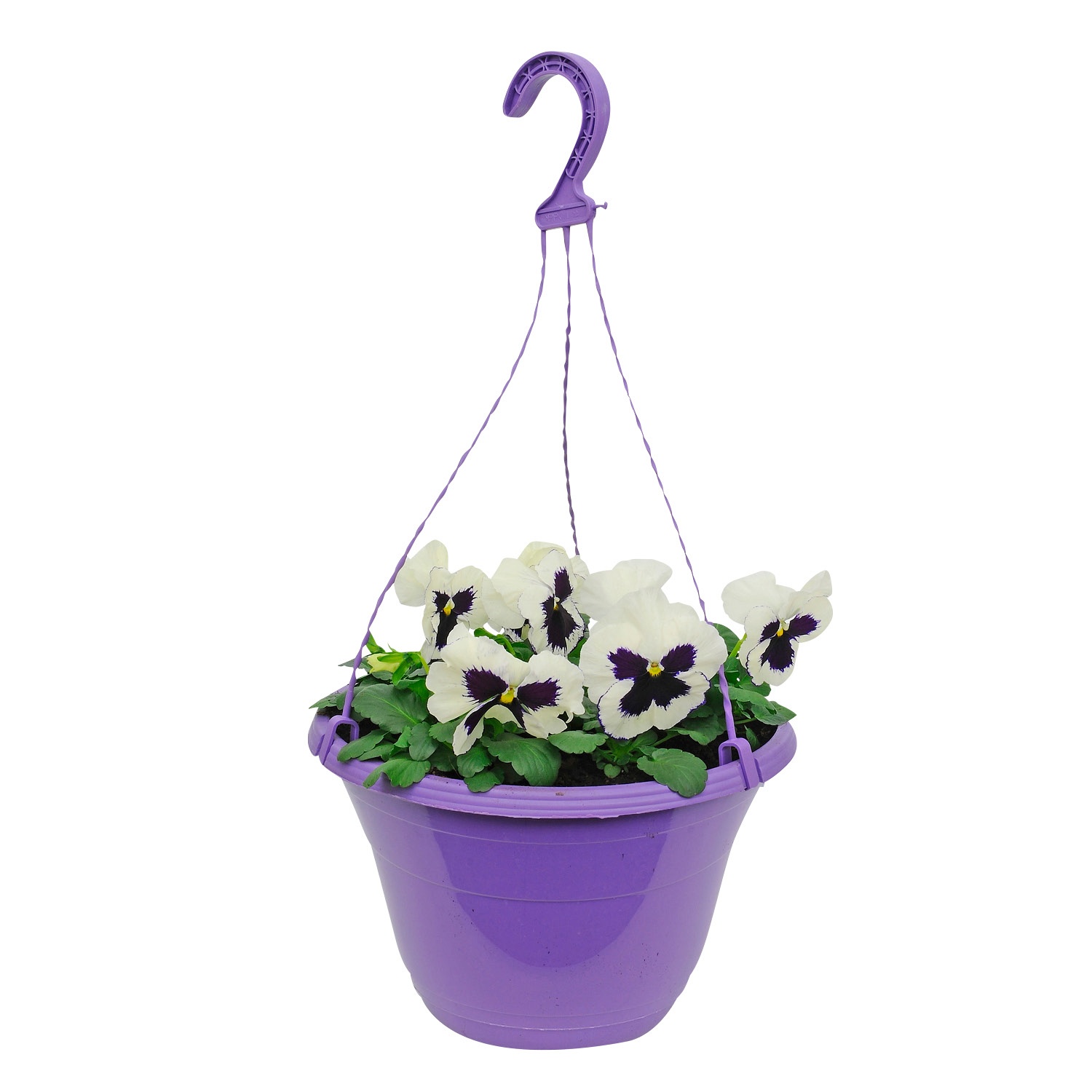 GARDENLINE® Viola-Ampelpflanze