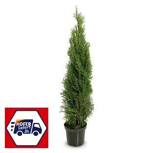 Smaragd Thujen 125 cm