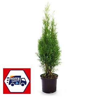 Smaragd Thujen 80 cm